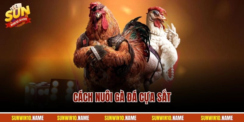 Cách Nuôi Gà Đá Cựa Sắt | Kỹ Thuật Chi Tiết Từ A – Z 2025