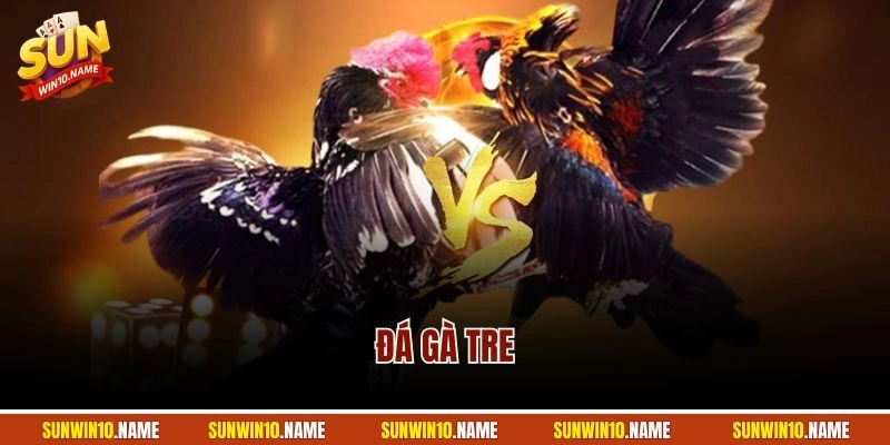 Đá Gà Tre | Trận Chiến Của Chiến Kê “Tí Hon” Tại Sunwin